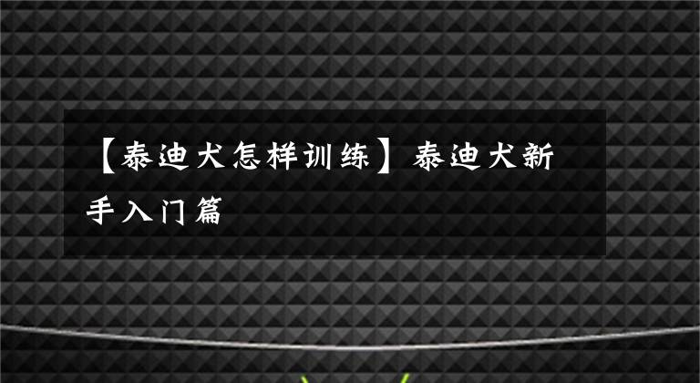 【泰迪犬怎樣訓(xùn)練】泰迪犬新手入門篇