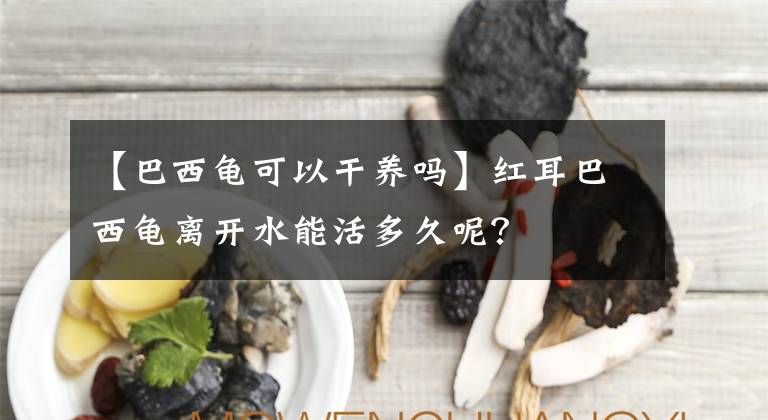 【巴西龜可以干養(yǎng)嗎】紅耳巴西龜離開水能活多久呢？