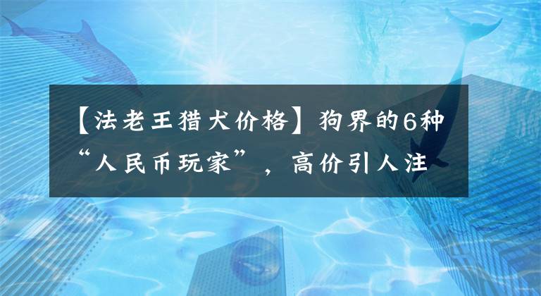 【法老王獵犬價格】狗界的6種“人民幣玩家”，高價引人注目，買得起的都是土豪