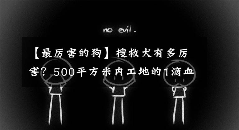 【最厲害的狗】搜救犬有多厲害？500平方米內(nèi)工地的1滴血，它僅用87秒就能找出來