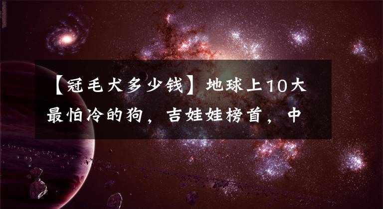 【冠毛犬多少錢】地球上10大最怕冷的狗，吉娃娃榜首，中國冠毛犬第二，你養(yǎng)了嗎？