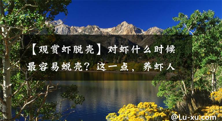 【觀賞蝦脫殼】對(duì)蝦什么時(shí)候最容易蛻殼？這一點(diǎn)，養(yǎng)蝦人必須知道