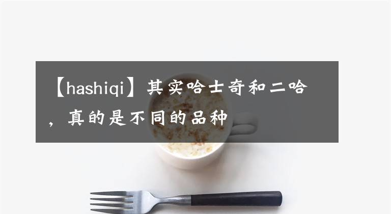 【hashiqi】其實哈士奇和二哈，真的是不同的品種