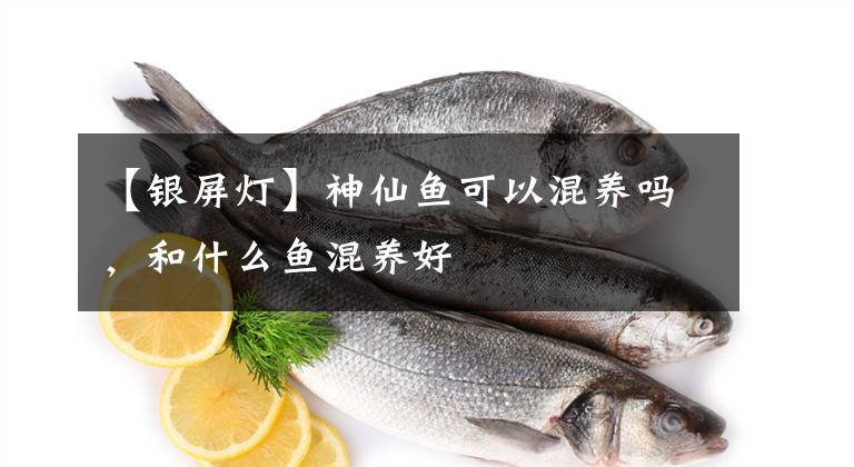 【銀屏燈】神仙魚可以混養(yǎng)嗎，和什么魚混養(yǎng)好