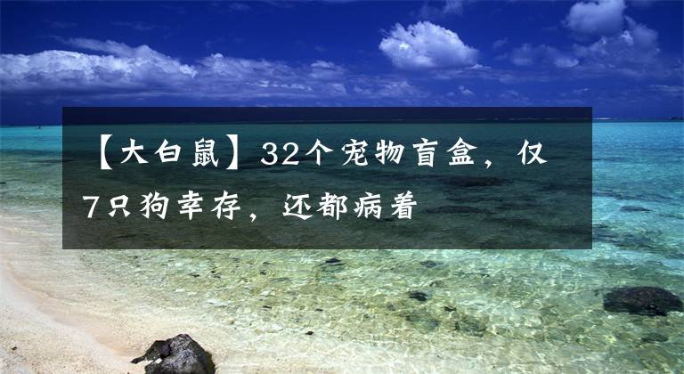 【大白鼠】32個寵物盲盒，僅7只狗幸存，還都病著