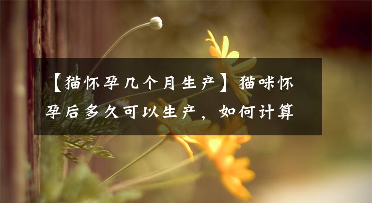 【貓懷孕幾個月生產(chǎn)】貓咪懷孕后多久可以生產(chǎn)，如何計算，還有哪些需要注意的事項