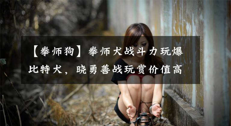 【拳師狗】拳師犬戰(zhàn)斗力玩爆比特犬，曉勇善戰(zhàn)玩賞價值高！