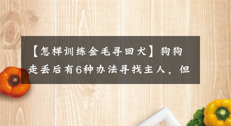 【怎樣訓(xùn)練金毛尋回犬】狗狗走丟后有6種辦法尋找主人，但請(qǐng)主人出門一定要牽好狗繩