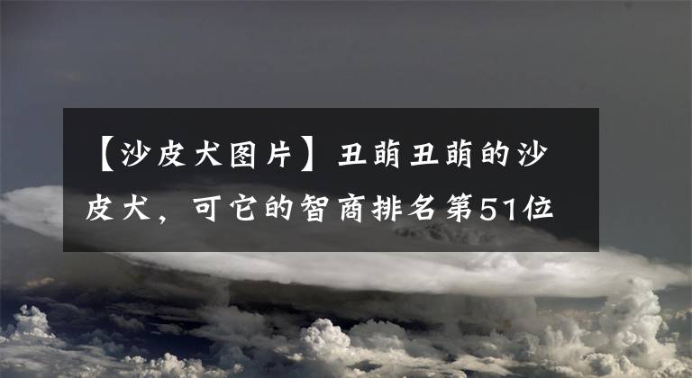 【沙皮犬圖片】丑萌丑萌的沙皮犬，可它的智商排名第51位呢