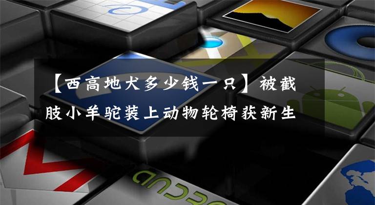 【西高地犬多少錢一只】被截肢小羊駝裝上動物輪椅獲新生