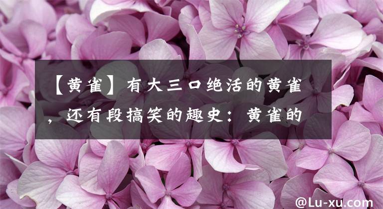 【黃雀】有大三口絕活的黃雀，還有段搞笑的趣史：黃雀的飼養(yǎng)和你想的不同