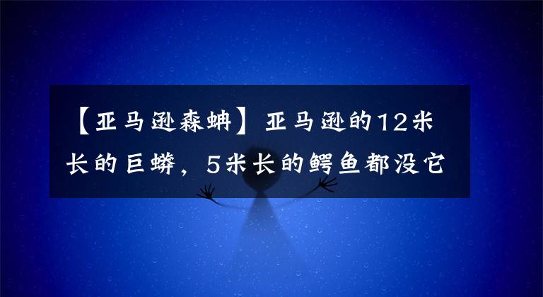 【亞馬遜森蚺】亞馬遜的12米長的巨蟒，5米長的鱷魚都沒它殺傷性大