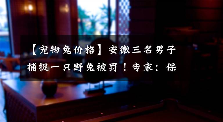 【寵物兔價格】安徽三名男子捕捉一只野兔被罰！專家：保護(hù)動物，每只300元