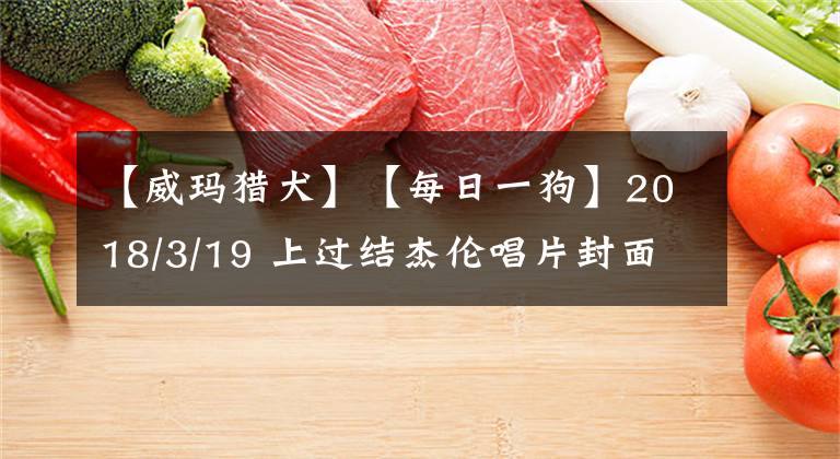 【威瑪獵犬】【每日一狗】2018/3/19 上過(guò)結(jié)杰倫唱片封面的威瑪獵犬