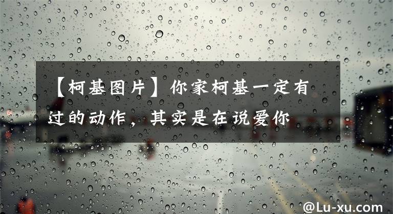 【柯基圖片】你家柯基一定有過的動作，其實是在說愛你