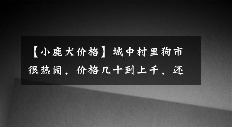 【小鹿犬價格】城中村里狗市很熱鬧，價格幾十到上千，還有一只多少錢也不賣