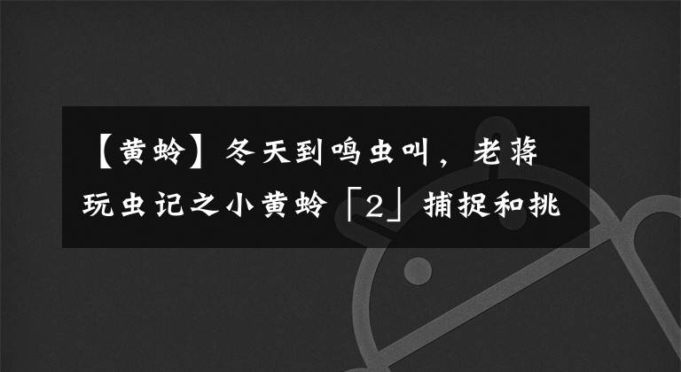 【黃蛉】冬天到鳴蟲叫，老蔣玩蟲記之小黃蛉「2」捕捉和挑選