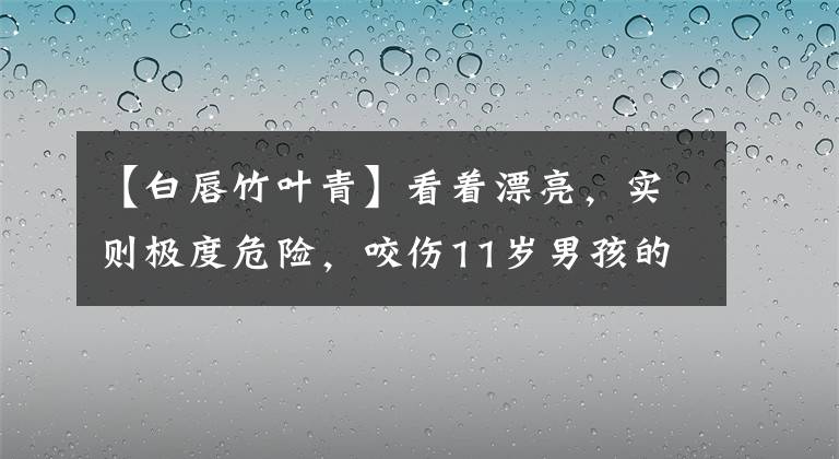 【白唇竹葉青】看著漂亮，實則極度危險，咬傷11歲男孩的“小青蛇”什么來頭？