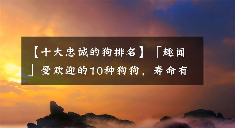 【十大忠誠的狗排名】「趣聞」受歡迎的10種狗狗，壽命有多長(zhǎng)，你知道嗎？