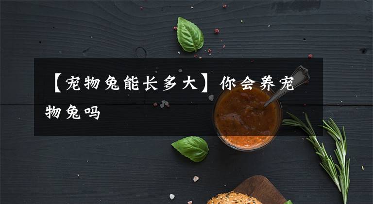 【寵物兔能長(zhǎng)多大】你會(huì)養(yǎng)寵物兔嗎