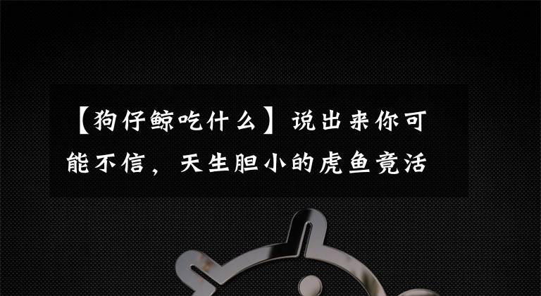 【狗仔鯨吃什么】說(shuō)出來(lái)你可能不信，天生膽小的虎魚(yú)竟活吞了同缸的巴西亞和飛鳳