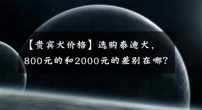 【貴賓犬價格】選購泰迪犬，800元的和2000元的差別在哪？