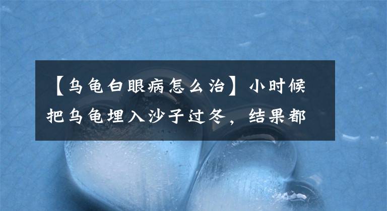 【烏龜白眼病怎么治】小時候把烏龜埋入沙子過冬，結果都得了白眼病