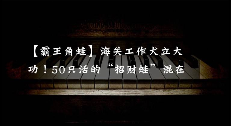 【霸王角蛙】海關(guān)工作犬立大功！50只活的“招財(cái)蛙”混在玩具里被聞了出來