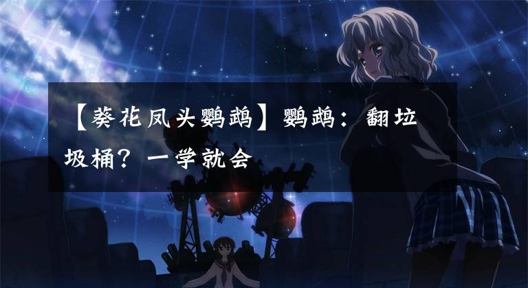 【葵花鳳頭鸚鵡】鸚鵡：翻垃圾桶？一學(xué)就會