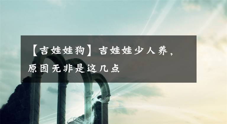 【吉娃娃狗】吉娃娃少人養(yǎng)，原因無非是這幾點(diǎn)