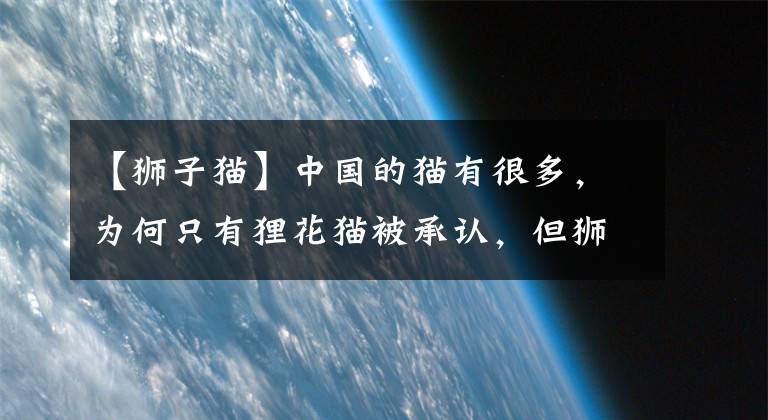 【獅子貓】中國的貓有很多，為何只有貍花貓被承認(rèn)，但獅子貓卻沒有呢？