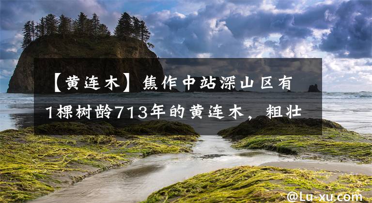 【黃連木】焦作中站深山區(qū)有1棵樹(shù)齡713年的黃連木，粗壯古樸，長(zhǎng)勢(shì)良好