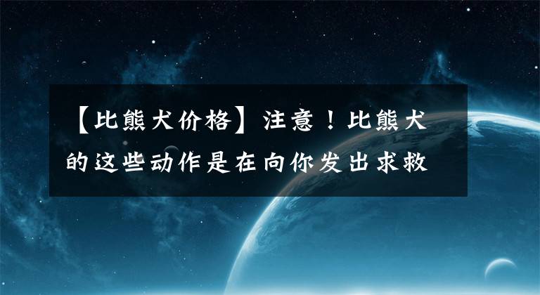 【比熊犬價格】注意！比熊犬的這些動作是在向你發(fā)出求救信號，并不是撒嬌