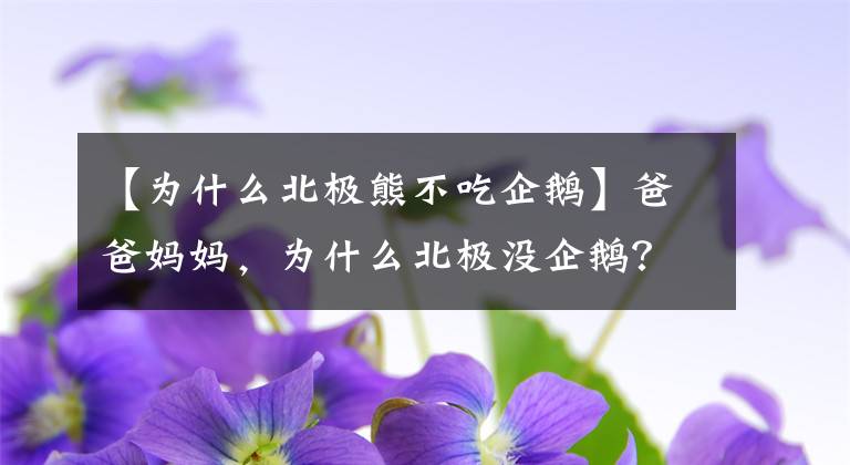 【為什么北極熊不吃企鵝】爸爸媽媽，為什么北極沒企鵝？南極沒有北極熊？