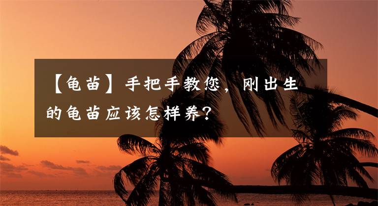 【龜苗】手把手教您，剛出生的龜苗應(yīng)該怎樣養(yǎng)？