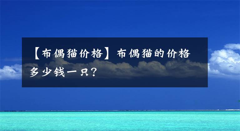 【布偶貓價格】布偶貓的價格多少錢一只？