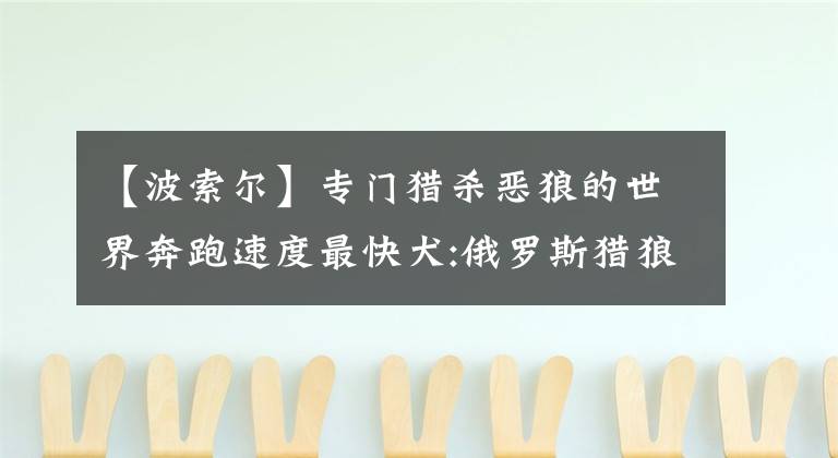 【波索爾】專門獵殺惡狼的世界奔跑速度最快犬:俄羅斯獵狼犬果然超美