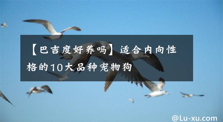 【巴吉度好養(yǎng)嗎】適合內(nèi)向性格的10大品種寵物狗