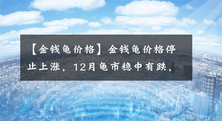 【金錢龜價格】金錢龜價格停止上漲，12月龜市穩(wěn)中有跌，養(yǎng)殖戶只需提高養(yǎng)殖技術(shù)