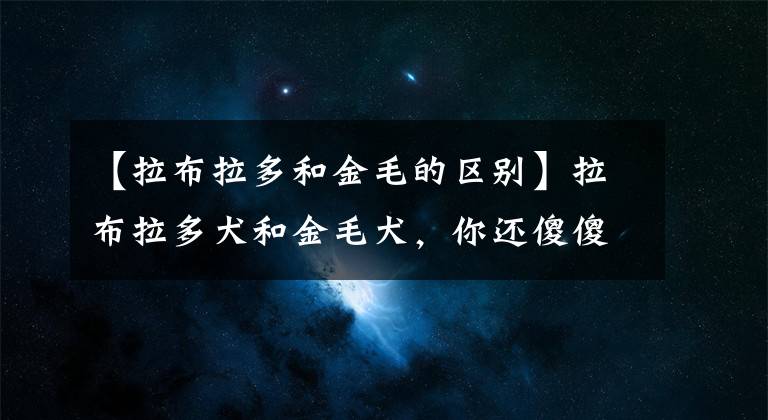 【拉布拉多和金毛的區(qū)別】拉布拉多犬和金毛犬，你還傻傻的分不清楚么？