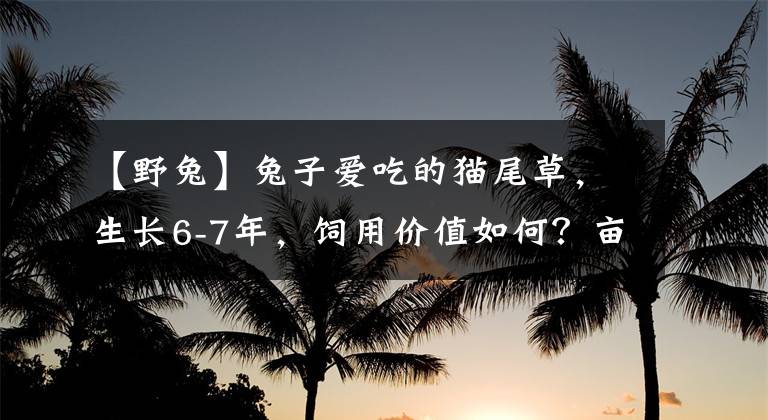 【野兔】兔子愛吃的貓尾草，生長6-7年，飼用價(jià)值如何？畝產(chǎn)量能達(dá)多少？