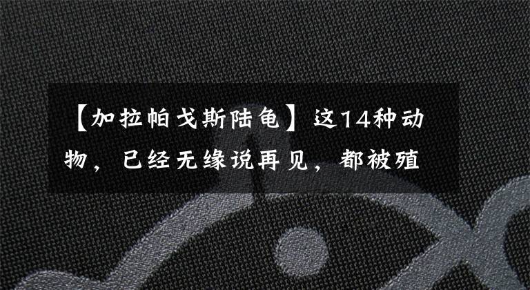 【加拉帕戈斯陸龜】這14種動物，已經(jīng)無緣說再見，都被殖民滅絕，連照片都沒有留下