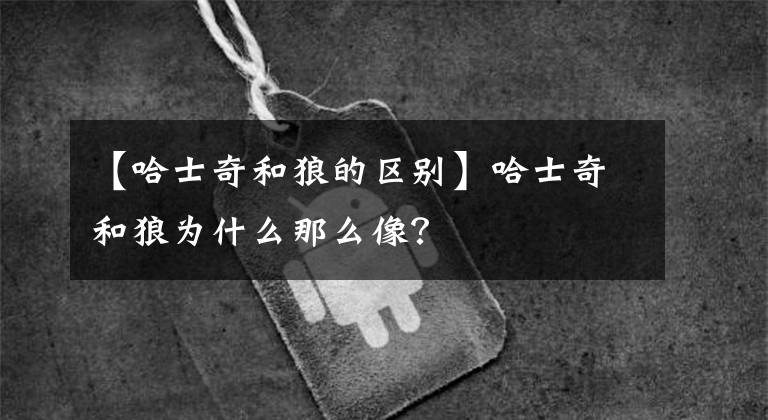 【哈士奇和狼的區(qū)別】哈士奇和狼為什么那么像？