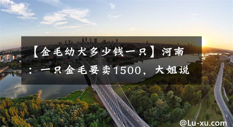 【金毛幼犬多少錢一只】河南：一只金毛要賣1500，大姐說是警犬配的：只要鄭州人都知道