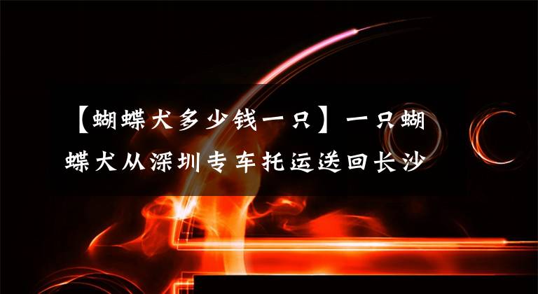 【蝴蝶犬多少錢一只】一只蝴蝶犬從深圳專車托運(yùn)送回長(zhǎng)沙案例分享