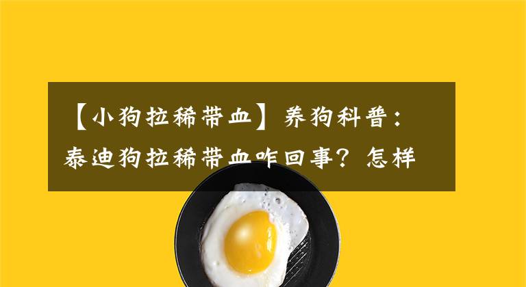 【小狗拉稀帶血】養(yǎng)狗科普：泰迪狗拉稀帶血咋回事？怎樣處理才能恢復(fù)快？