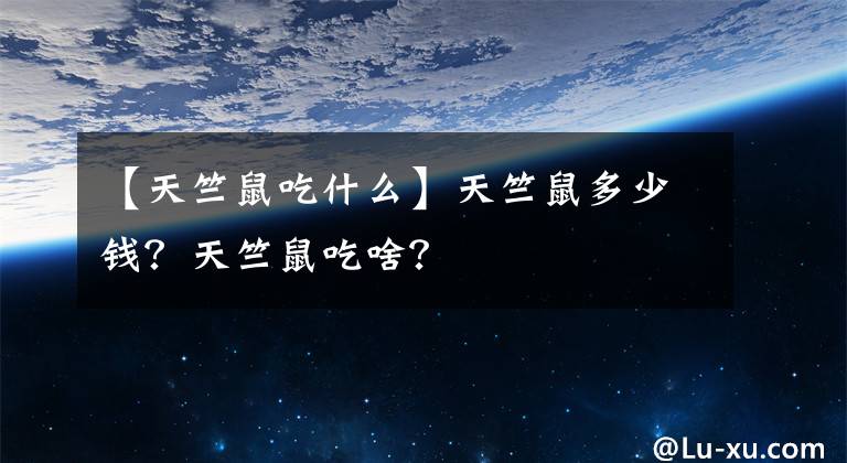 【天竺鼠吃什么】天竺鼠多少錢？天竺鼠吃啥？