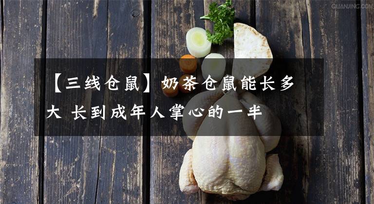 【三線倉(cāng)鼠】奶茶倉(cāng)鼠能長(zhǎng)多大 長(zhǎng)到成年人掌心的一半