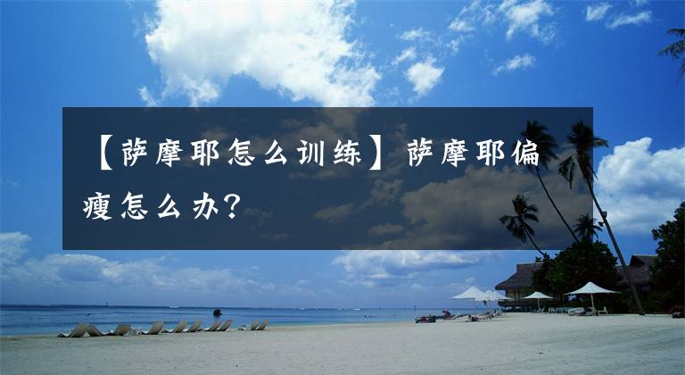 【薩摩耶怎么訓(xùn)練】薩摩耶偏瘦怎么辦？