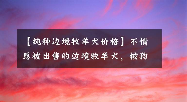 【純種邊境牧羊犬價(jià)格】不情愿被出售的邊境牧羊犬，被狗主人強(qiáng)行拉到狗市400元出售！